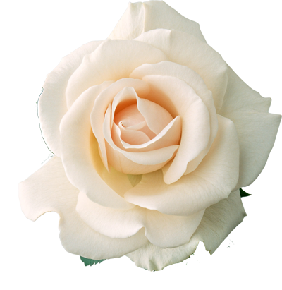 белая свадебная роза